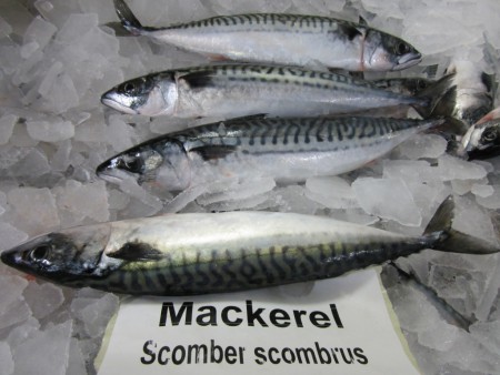 Marine Fish Fresh Big Size Mackerel Frozen
